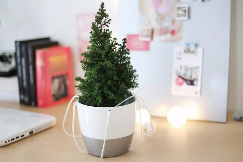 Indoor plants