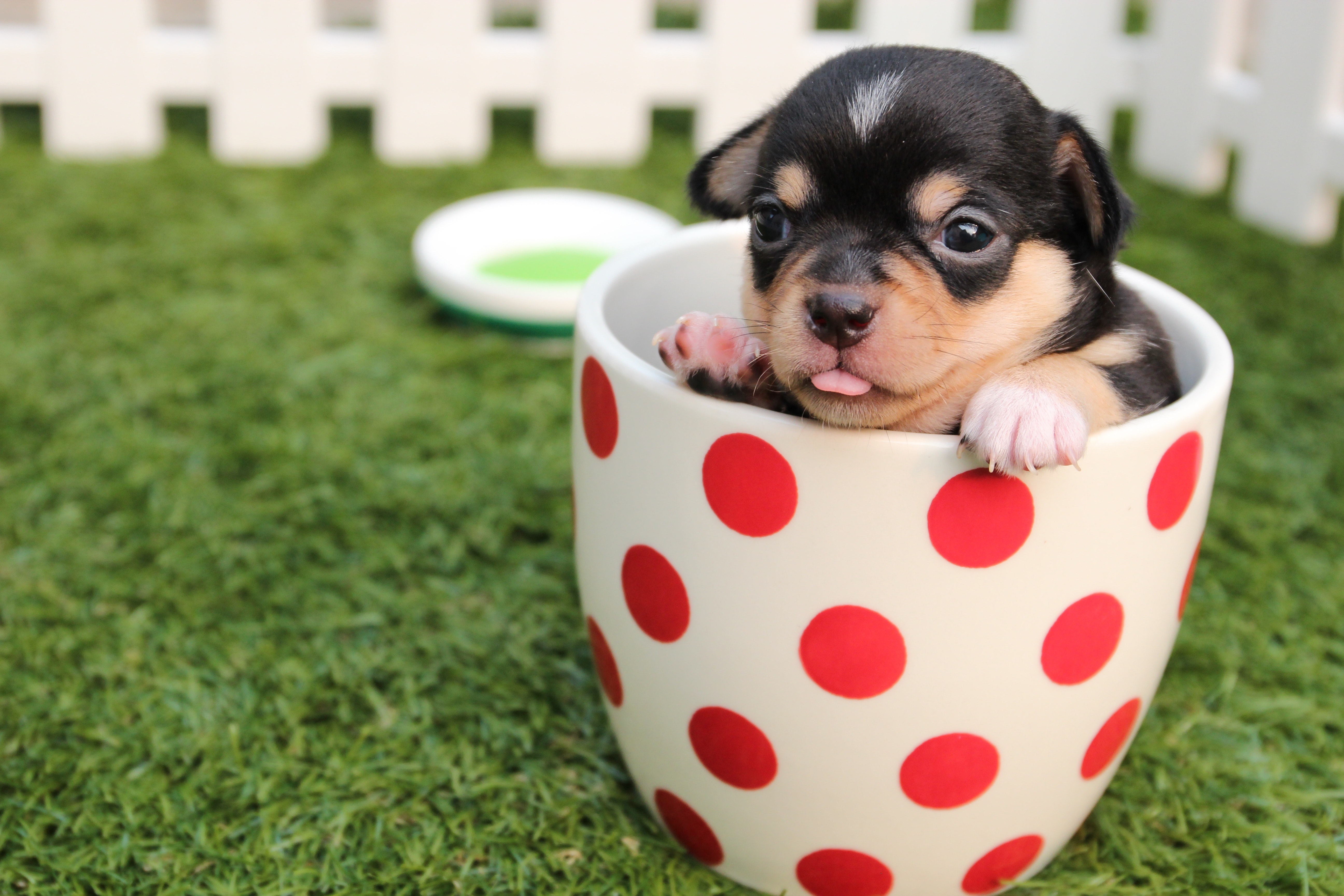 11 Ideas for a Pet-Friendly Home!