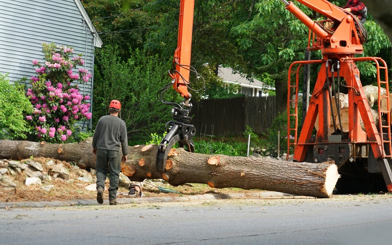 Tree-Removal-Service