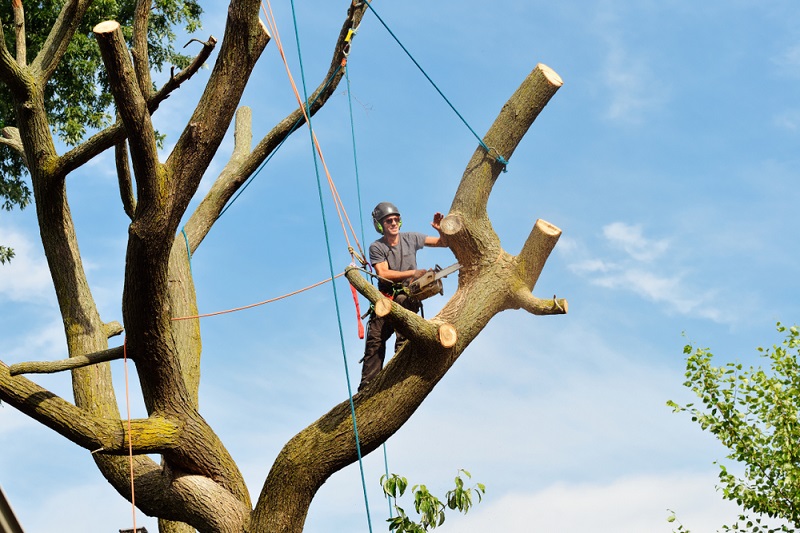 Tree-Removal