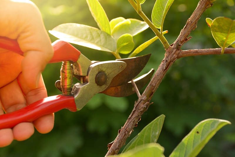 Why Tree Pruning Is Important